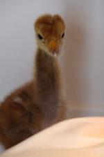 Green Red Yellow on 22nd May 2013 Green Red Yellow on 22nd May 2013